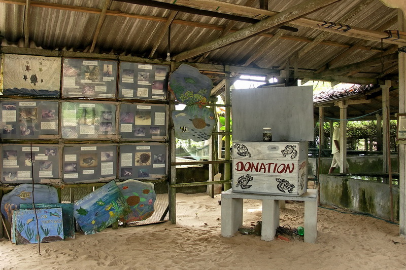 Sri Lanka, Kosgoda, Turtle Farm